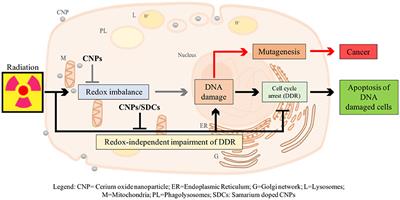 Not Only Redox: The Multifaceted Activity of Cerium Oxide Nanoparticles in Cancer Prevention and Therapy